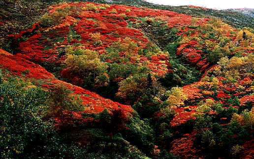 大雪山赤岳・第一花園の紅葉