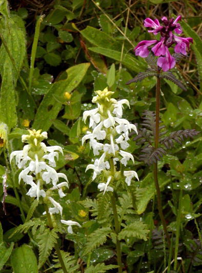 ヨツバシオガマの白花