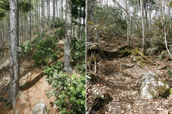 県境稜線への急登